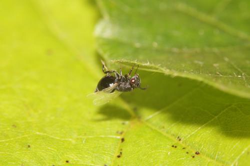 Réf. 314 441 : Eurytominae inconnu